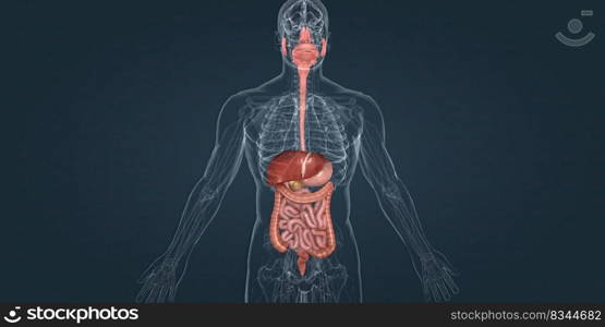 Also known as the lar≥∫esti≠, it is the last part of the gastro∫estinal tract and, in tetrapods, the di≥stive tract. 3d illustration. The di≥stive system consists of the GI tract, liver, pancreas, and gallbladder.