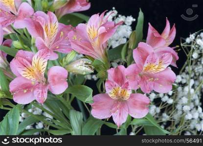 alstroemeria flowers in drops of dew on a black background