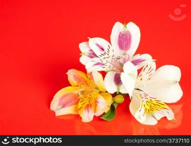 Alstroemeria flowers laid out on a glossy red background