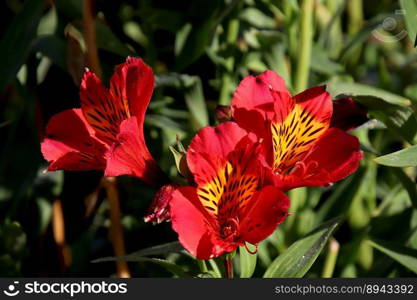 alstroemerias peruvian lilies