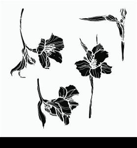 Alstromeria hand drawn illustration. Line-art flower drawing. Blooming detailed flower.