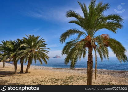 Altea beach Playa La Roda palm trees in Alicante of Spain