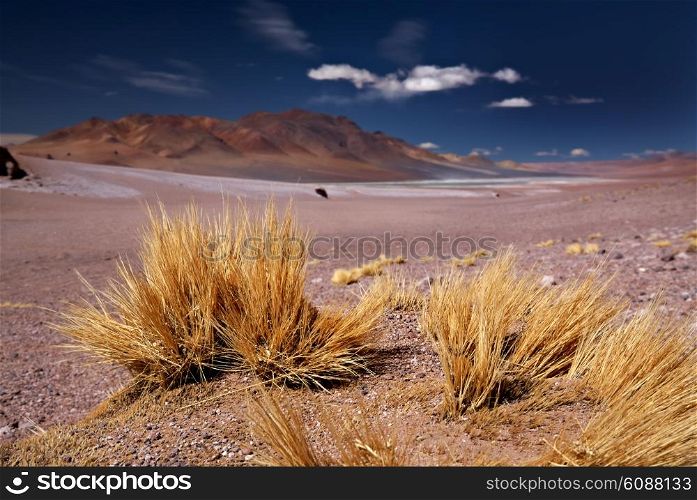 altiplano grass Paja brava close to Salar Aguas Calientes and Cerro Losloyo, desert Atacama, Chile