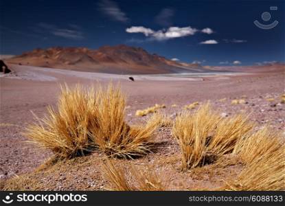 altiplano grass Paja brava close to Salar Aguas Calientes and Cerro Losloyo, desert Atacama, Chile