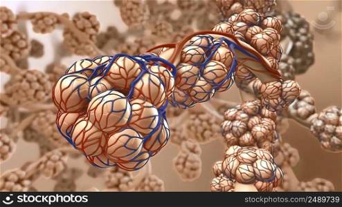 Alveoli in lungs - blood saturating by oxygen, 3d illustration. Alveoli in lungs - blood saturating by oxygen,
