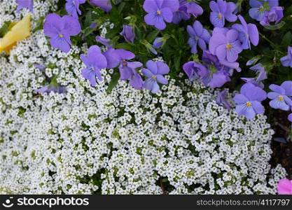 Alyssum and pansy