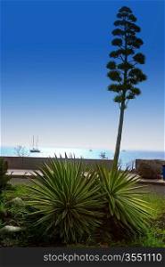 Amadores Agave in Gran Canaria Canary islands