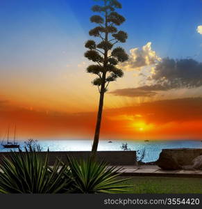 Amadores agave sunset in Gran Canaria Canary islands