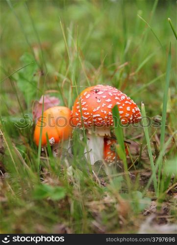 amanita caps with red grass in the autumn
