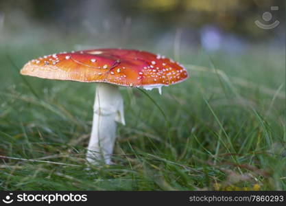 Amanita muscaria