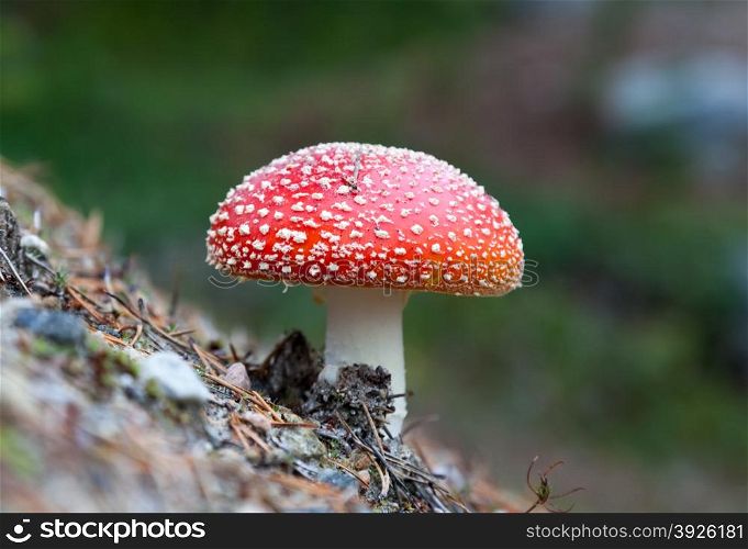 Amanita muscaria, a poisonous mushroom in a forest on the hillside