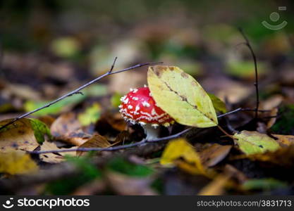 amanita muscaria. Amanita poisonous mushroom. mushroom in the grass. beautiful red and white toadstool