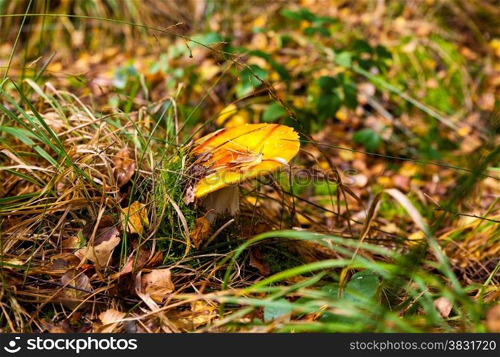 amanita muscaria. Amanita poisonous mushroom. mushroom in the grass. beautiful red and white toadstool