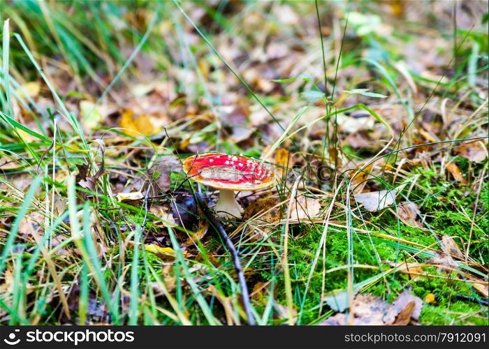 amanita muscaria. Amanita poisonous mushroom. mushroom in the grass. beautiful red and white toadstool