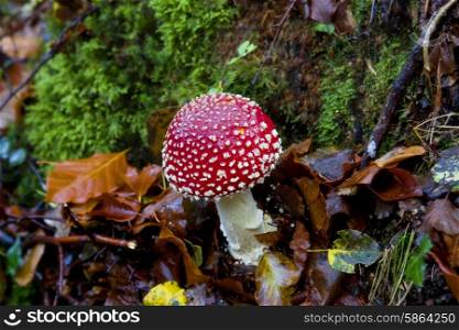 Amanita muscaria mushroom at the forest, Portugal