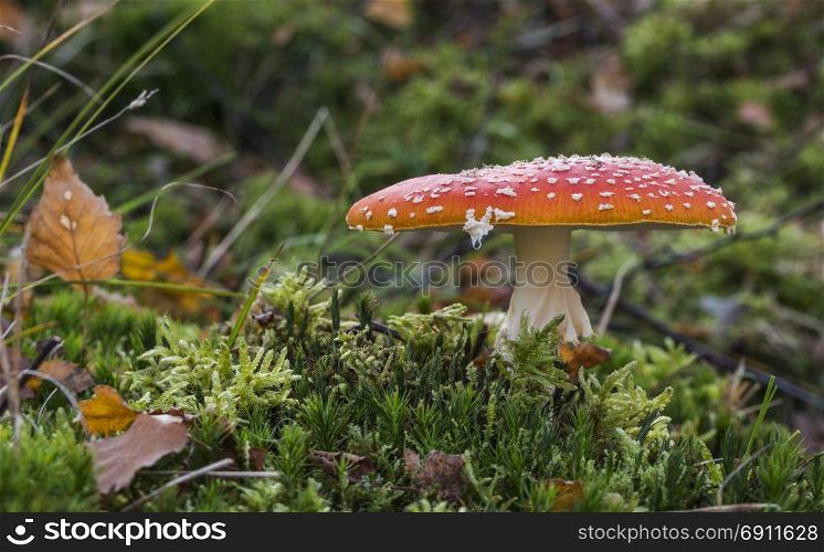 Amanita muscaria mushroom with red and white dots macro