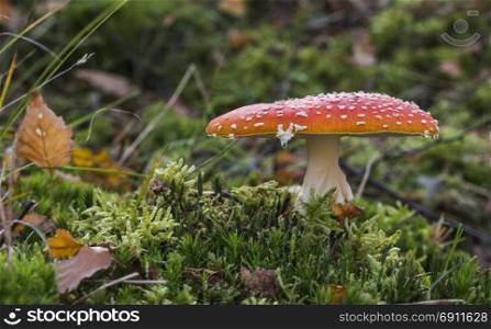 Amanita muscaria mushroom with red and white dots macro