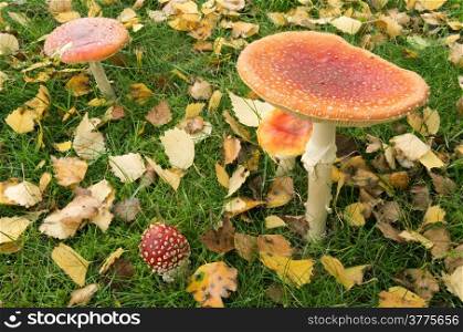 Amanita muscaria mushrooms in a grass field in Leidschendam, Netherlands.