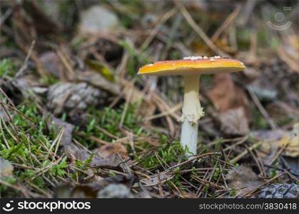 Amanita muscaria or fly agaric fungus in german nature