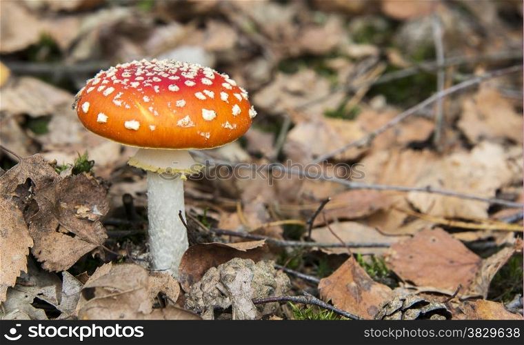 Amanita muscaria red and white mushroom