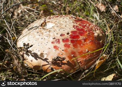 Amanita muscaria red fly agaric mushroom closeup