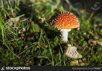 Amanita muscaria red mushroom with white spots and green forest background