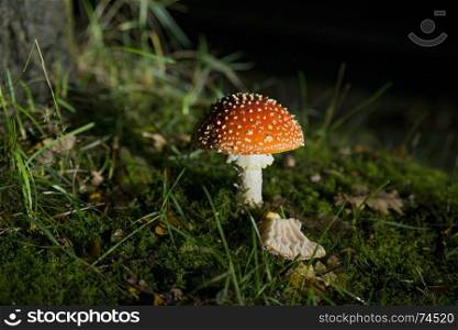 Amanita muscaria red mushroom with white spots and green forest background by night illuminated by light. Amanita muscaria mushroom by night