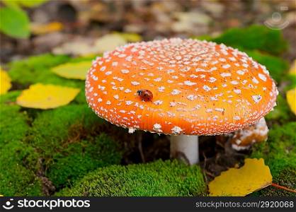 Amanita mushroom among of autumn leaves and moss