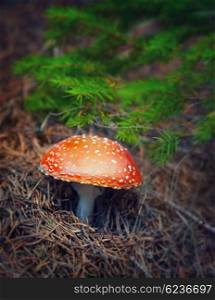 Amanita mushroom in autumn forest, beautiful little toxic fungus with red hat and white spot on it, dangerous and inedible toadstool