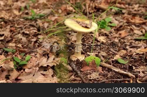 Amanita Phalloides fungus, poisonous subject in a forest
