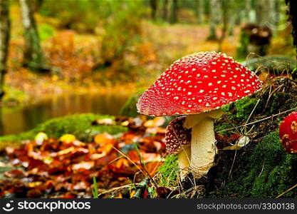 Amanita poisonous mushroom