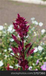 Amaranth has anticancer properties plant, it is called a miracle plant 21 century