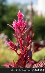 Amaranth has anticancer properties plant, it is called a miracle plant 21 century