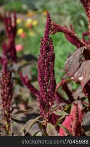 Amaranth is one of the Amaranthaceae family growing on fields May