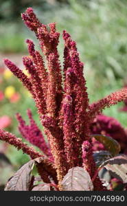 Amaranth is one of the Amaranthaceae family growing on fields May