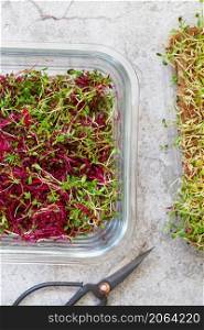 Amaranth micro herbs. Sprouting Micro greens. Seed Germination at home. Vegan and healthy eating concept. Sprouted amaranth Seeds, Micro greens. Growing sprouts. Green living concept. Organic food.