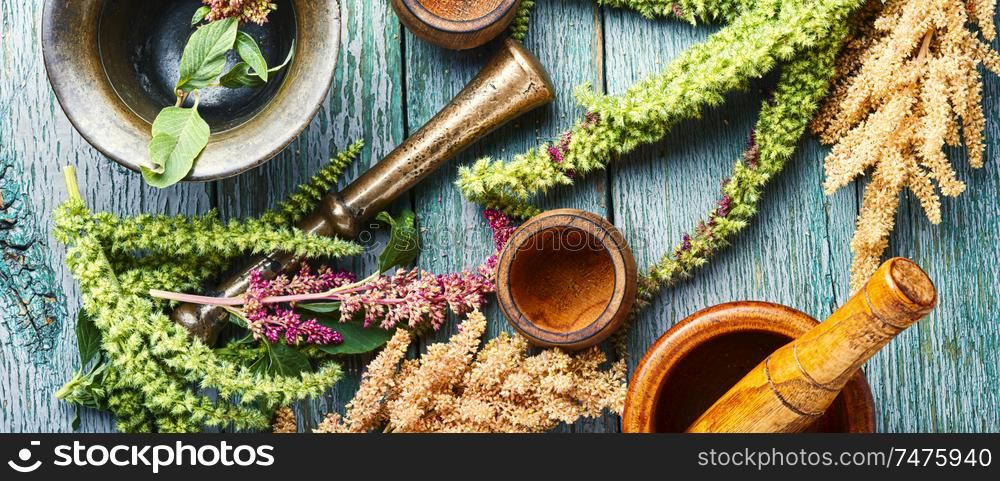 Amaranth or amaranthus.Amaranth inflorescences with mortars.Alternative medicine herbal. Amaranth and herbal medicine
