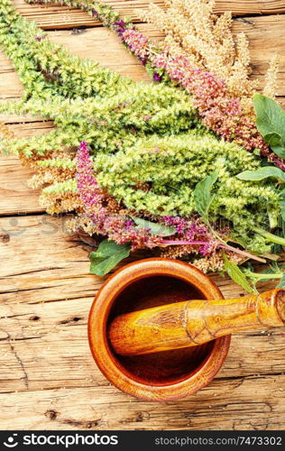 Amaranth or amaranthus.Medicinal herbs, herbal medicine.Amaranth inflorescences on a table with mortars. Amaranth and herbal medicine