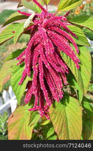 Amaranth tailed in the summer garden