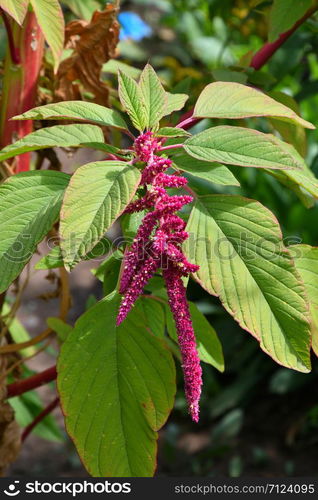 Amaranth tailed in the summer garden