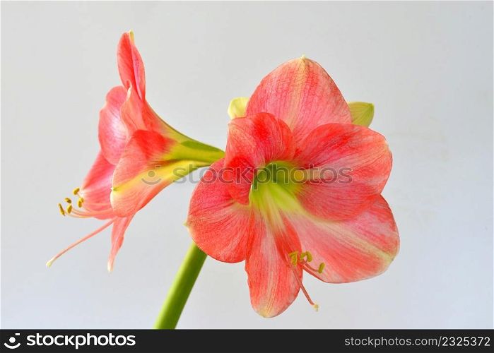 Amaryllis, flower in a closeup