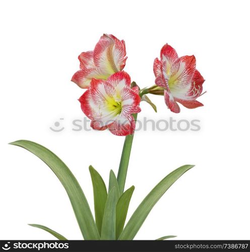 Amaryllis flower isolated on white background