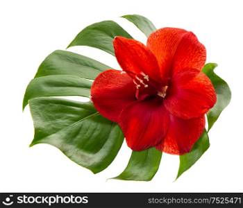Amaryllis flower on white background. Head of red flower blossom with green leaf