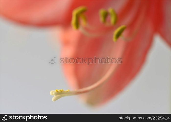 Amaryllis flower, pistil with seeds