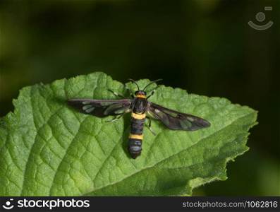 Amata Cysseus, the handmaiden moth, Garo Hills, Meghalaya, India