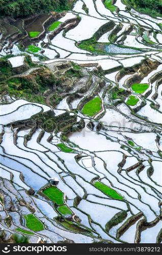 Amazing abstract texture of rice terraces fields with sky colorful reflection in water. Ifugao province. Banaue, Philippines UNESCO heritage