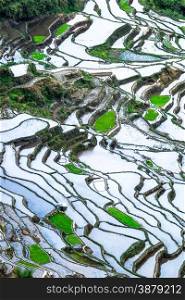 Amazing abstract texture of rice terraces fields with sky colorful reflection in water. Ifugao province. Banaue, Philippines UNESCO heritage