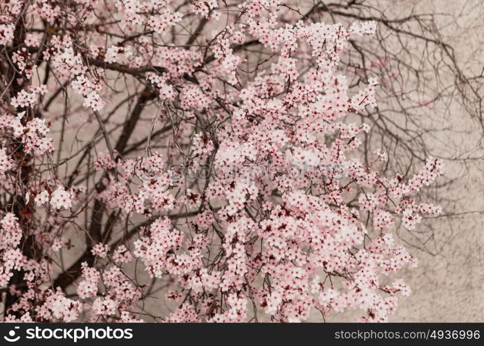 Amazing almond tree full of flowers close up