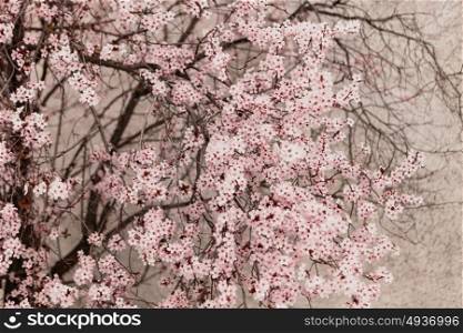 Amazing almond tree full of flowers close up