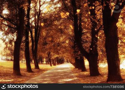 amazing autumn landscape in the city park